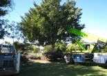 Tree Management Services A A-Local Tree Service