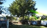 Stephen McDonnell Landscaping Tree Management Services