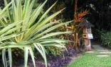 A A-Local Tree Service Tropical Landscaping